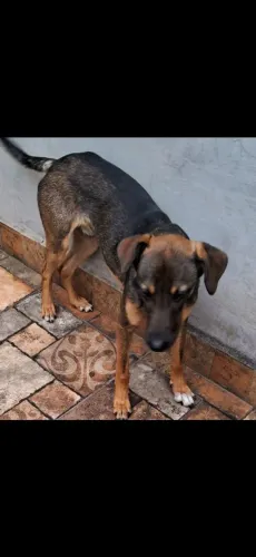 Cachorro Doação 