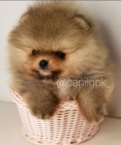 Lulu da Pomerânia anão ursinho com pedigree!