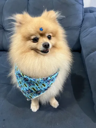 Lulu da pomerania 