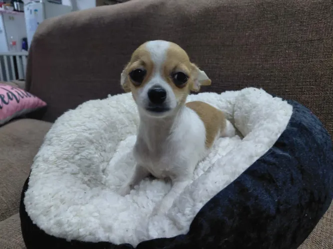 Macho 5 meses todo vacinado pelo curto chihuahua