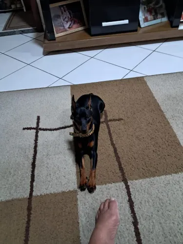 Vendo cão pincher miniatura com pedgree, com todas as vacinas aplicadas
