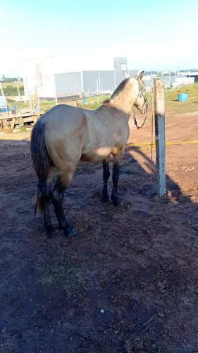 Cavalos 