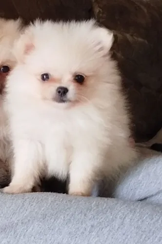 Lulu da Pomerânia anã fêmea 