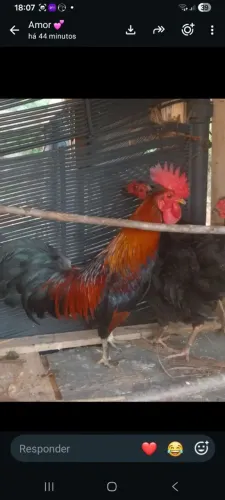 Galo garnize