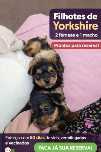 Vendo filhotes de Yorkshire Terrier