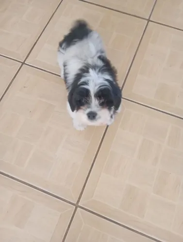 Vendo Shitzu femea 