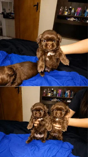 Filhotes de Shih-Tzu