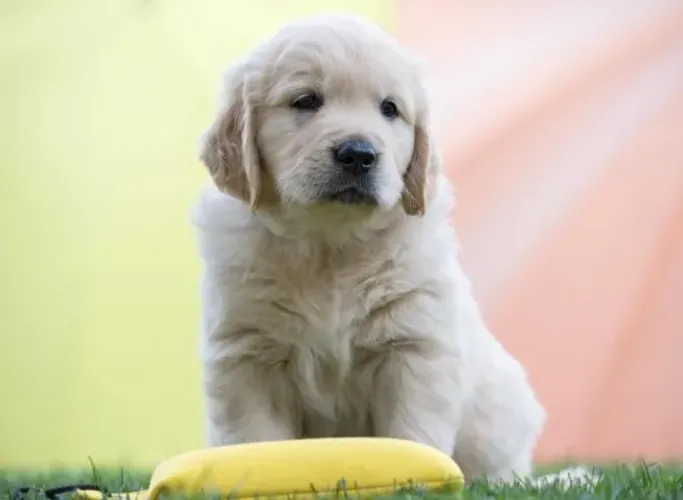 Filhotes de Golden Retriever | Encanto que surpreende.