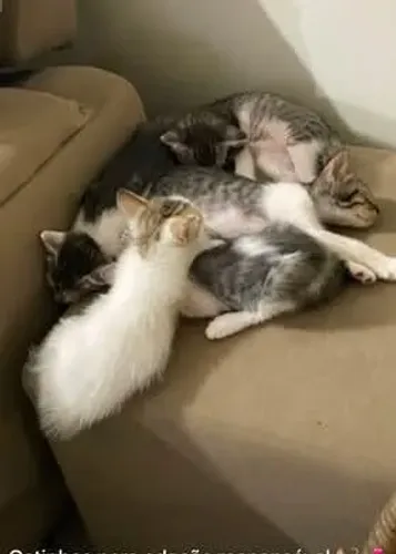 Gatos para adoção