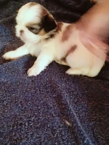Vendo cachorro Shitzu 