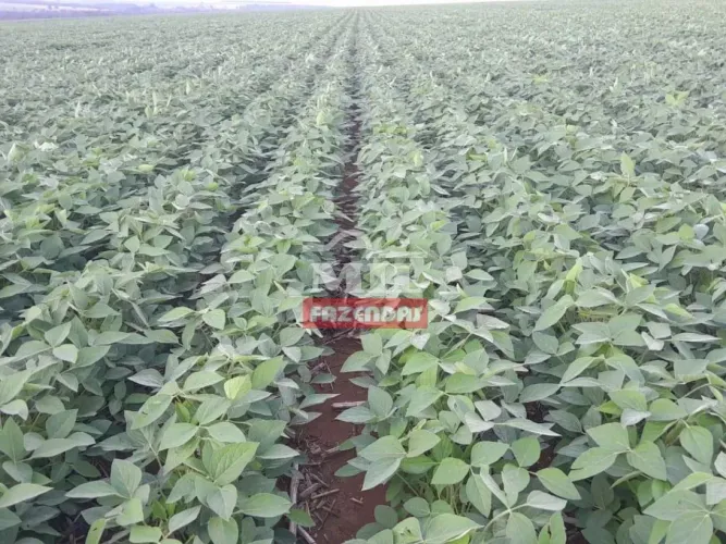Fazenda 154 alqueires (745 hectares) Rio Verde - Go