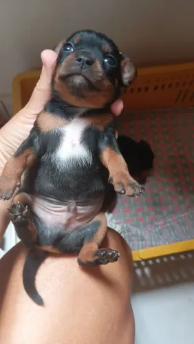 Vendo filhote de Pincher machinho! Lindo!!! Pincher 1
