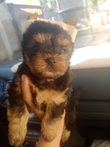 Vendo York shire terrier puro