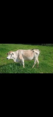 Vaca muito mansa e boa