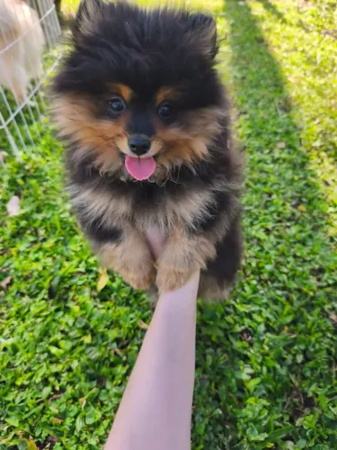Filhote de Spitz/ lulu da pomerania black and tan macho