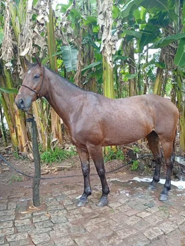 Cavalo de esquerda