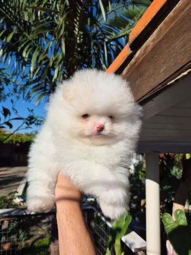 Lulu da pomerania anão