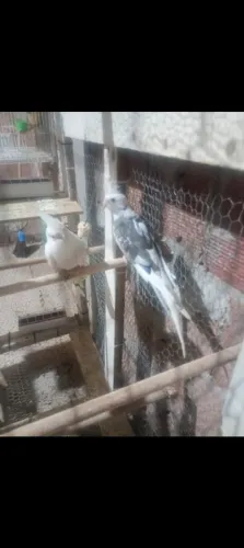 Lupitos