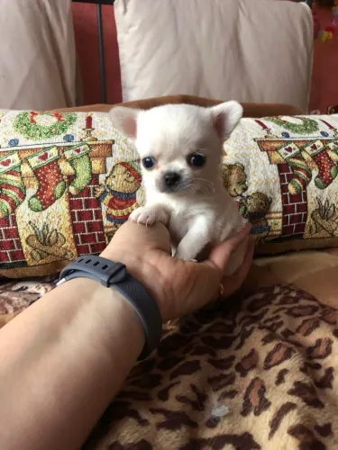 Chihuahua miniatura - filhote já 45 dias 