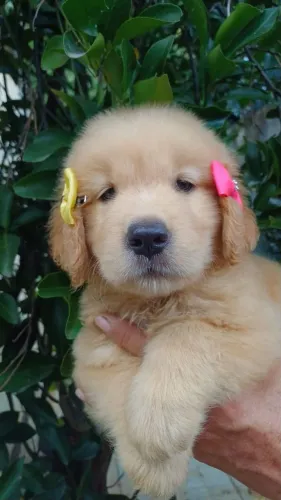 Filhotinhos de Golden Retriever macho e fêmea Vacinados , verminoses e carinhosos