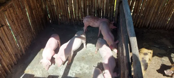 Leitões à Venda em Paraíba do Sul