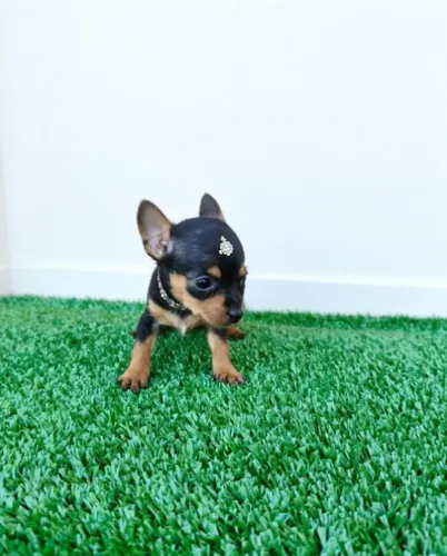 Pinscher Mini: Energia, Carinho e Muita Personalidade!