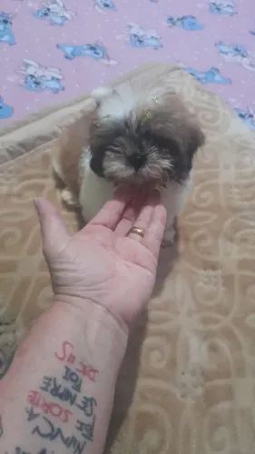 Vendo cachorro macho com 2 meses com vacina feita 