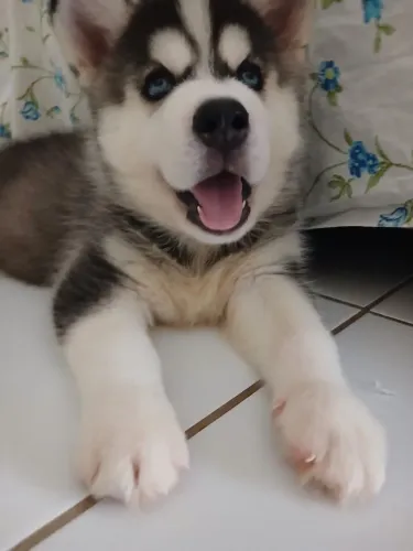 HUSKY SIBERIANO 