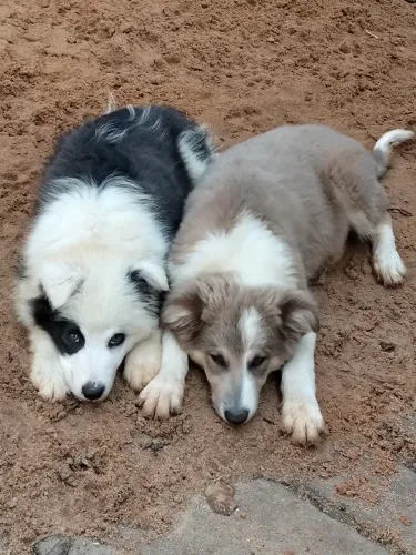 Border Collie filhote
