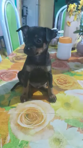 Cachorro pinscher número 1
