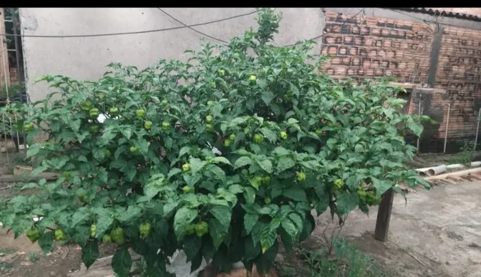 Pimentas