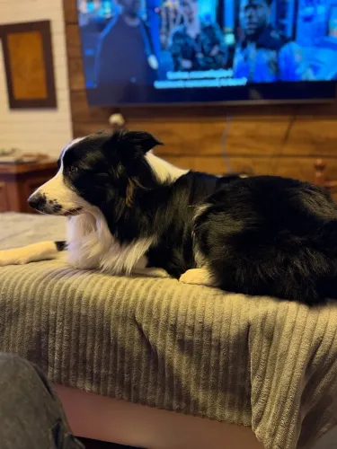 Doa se um border collie preto e branco com pedigree