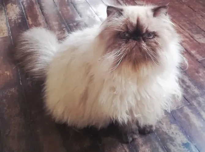Gato Persa Macho 9 meses Castrado - Vacinado com V5. Teste de Felv negativo. 