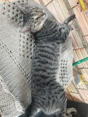 Gato