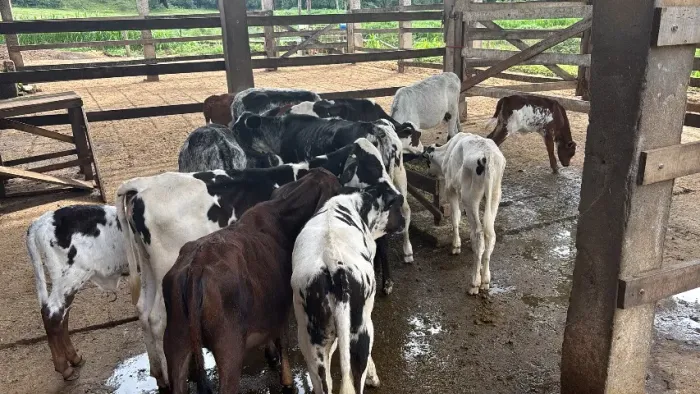 Gado GIROLANDO a venda