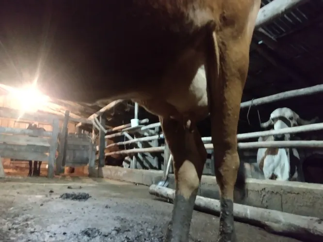 Vaca