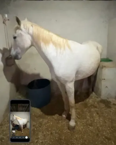Cavalo Égua Marcha Picada