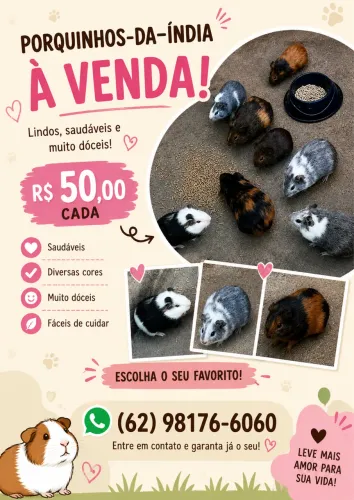 Porquinho da índia