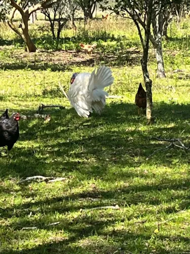 Casal de Peru Branco 
