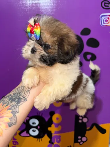 Baby Shih Tzu Fêmea, Parcelamento Sem Juros Nos Cartões!!!