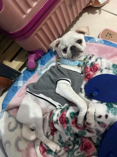 Venda Pug