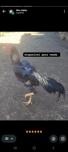 Galo índio