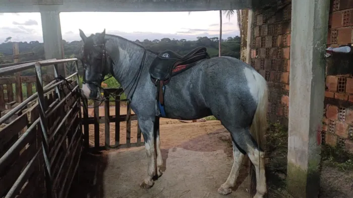 cavalo meio sangue quarto de milha com manga larga