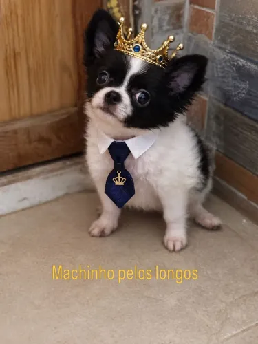 Chihuahua pelos longos machinho