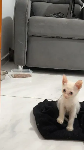 Gatinho Branco para Adoção 