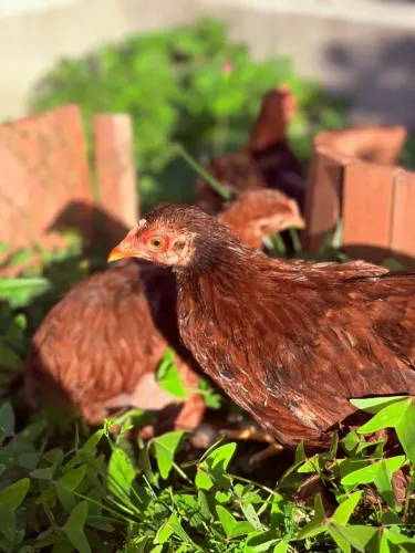 Terninho mini cochins
