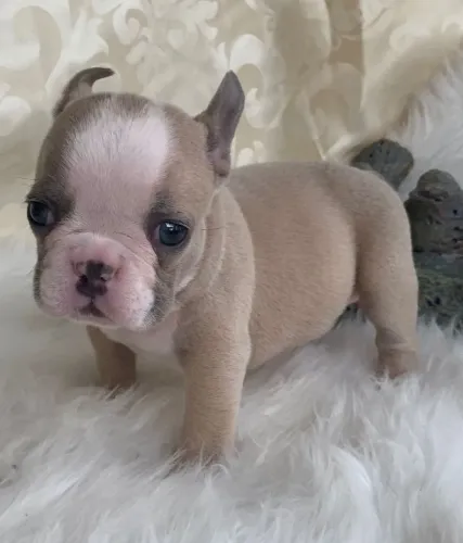 Filhotes De Bulldogue Francês - Alegria Que Anima 