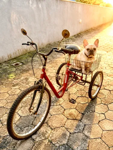 Bicicleta