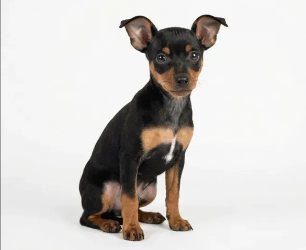 Pinscher filhote valente e vigilante mini guardiao 
