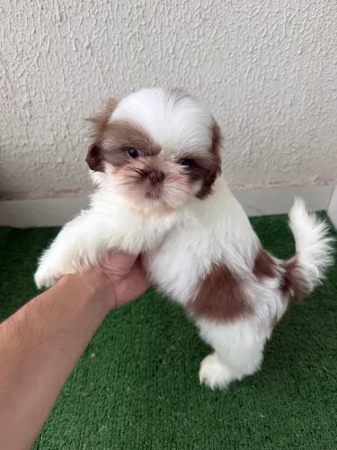 Filhote de shihtzu